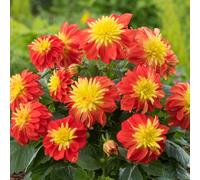 YouGarden Dahlia 'Dalina Maxi Fireball' plug plants x12