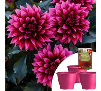 YouGarden Dahlia Gardenetta 'Velvet Crush' Plug Plants x3 & 100g Fe...