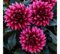YouGarden Dahlia Gardenetta 'Velvet Crush' Plug Plants x6