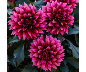 YouGarden Dahlia Gardenetta 'Velvet Crush' Plug Plants x6