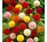 YouGarden Dahlia Pom Pom Mix tubers x10