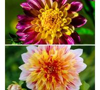 YouGarden Dahlias 'Boogie Woogie' &'Garden Show' Bare Root