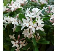 YouGarden Daphne 'Eternal Fragrance' in a 13cm Pot