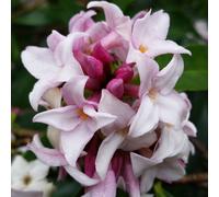 YouGarden Daphne Perfume Princess 13cm pot