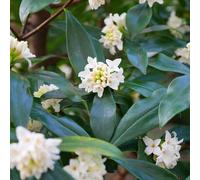 YouGarden Daphne 'Perfume Princess White', 1 x 13cm Pot, Established Winter Flowering Evergreen Shrub, Ready To Plant