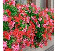 YouGarden Decora Balcony Trailing Geranium Bedding Plant Mix Pack of 12 Jumbo Plugs