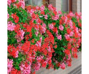 YouGarden Decora Balcony Trailing Geranium Bedding Plant Mix Pack of 12 Jumbo Plugs