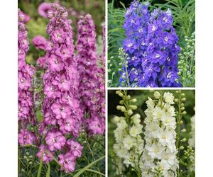 YouGarden Delphinium Delgenius Collection in 9cm Pots x3