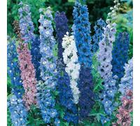 Yougarden Delphinium Mix, 5 X Bare Root Plants, Hardy Perennial Cottage Garden Flowers, Blue And White, Ready To Plant