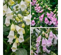 YouGarden Digitalis Purpurea Hanabee Collection in 3L Pots x3