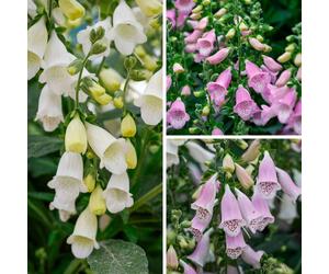 YouGarden Digitalis Purpurea Hanabee Collection in 3L Pots x3