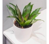 Yougarden Dracaena Fragrans Compacta Houseplant, Established Plant In 12Cm Pot, Ready To Plant And Display