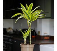 YouGarden Dracaena deremensis Lemon & Lime (17cm 2 Stem) 17cm pot Multi