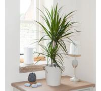 Yougarden Dracaena Marginata 2 Stem, 30/15Cm Tall In 17Cm Pot, Established Houseplant To Display Straight Away, Easy To Grow