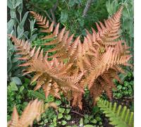 YouGarden, Dryopteris erythrosora Buckler Fern in a 9cm Pot