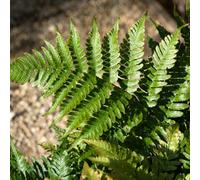 Yougarden - Dryopteris Erythrosora Buckler Fern In A 9Cm Pot