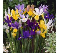 Yougarden Dutch Iris Mix, 100 Bulbs, Size 6/7