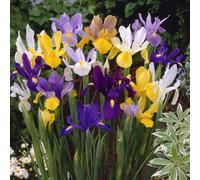 YouGarden Dutch Iris Mix, 100 Bulbs, Size 6/7