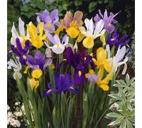 YouGarden Dutch Iris Mix, 100 Bulbs, Size 6/7 | Purple White Orange Yellow, Spring Garden Flowers, Ready to Plant, Containers or Borders