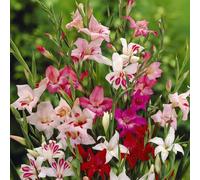 YouGarden Dwarf Gladiolus Nanus Lipstick Mixed x60 Bulbs