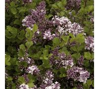 YouGarden Lilac Syringa Palibin Plant Pot 3L - Size: 19 x 19 x 30cm - Purple - Wilko
