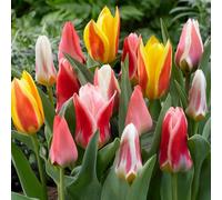 YouGarden Early Flowering Short Tulip Mix, 50 x Bulbs | Spring Flowering Bulbs