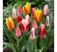 Yougarden Early Flowering Short Tulip Mix, Pack Of 25 Bulbs, Spring Flowering Bulbs