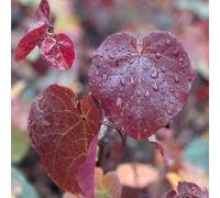 YouGarden Eastern Redbud 'Merlot', 3 x 9cm Pots, Ready To Plant, Colour Changing Garden Trees, Cercis canadensis