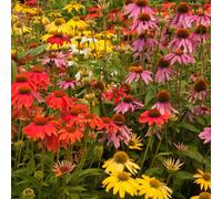Yougarden Echinacea 'breeders' Mix, 6 X Bare Root Plants, Hardy Perennial Coneflowers, Summer Colour, Pollinator Friendly, Ready T