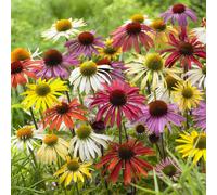 YouGarden Echinacea 'Cheyenne Spirit' jumbo plug plants x6