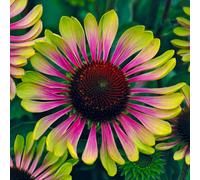YouGarden Echinacea Green Twister 9cm pots x3