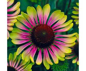 YouGarden Echinacea Green Twister 9cm pots x3