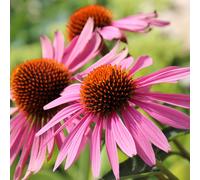 YouGarden Echinacea 'Magnus' in 9cm Pots x 3