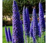 Yougarden Echium Candicans 'pride Of Madeira', 2 X Established Plants In 2 Litre Pots