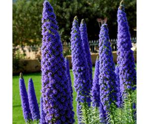 Yougarden Echium Candicans 'pride Of Madeira', 2 X Established Plants In 2 Litre Pots