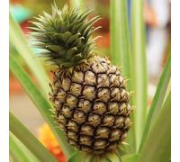 YouGarden Edible Indoor Pineapple Houseplant in 12cm Pot, Already in Fruit, Indoor Plants, Grow Your Own Real Pineapple Plant at Home