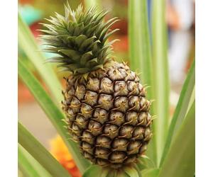 YouGarden Edible Indoor Pineapple Houseplant in 12cm Pot, Already in Fruit, Indoor Plants, Grow Your Own Real Pineapple Plant at Home