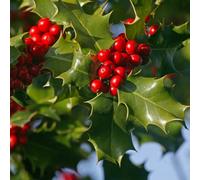 Yougarden English Holly Hedge, Established Plant In 9Cm Pot, 20-40Cm Tall Tree Or Hedge, Attracts Wildlife And Birds, Evergreen Fo