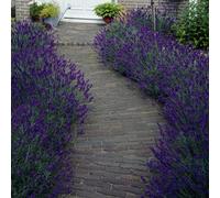 Yougarden English Lavender 'hidcote' Hedging (6 X 9Cm Pots)