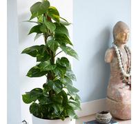 Yougarden Epipremnum Pinnatum 'aureum' In A 12 Cm Pot - Devils Ivy Supplied As A Established Plant - Hanging House Plants For Indoor Office