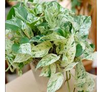 YouGarden Epipremnum Pinnatum Marble Queen in 12cm Pot