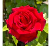 Yougarden Eric's Rose, Red Climbing Rose Plant, 4 Litre Pot, Ready To Plant, Garden Gift