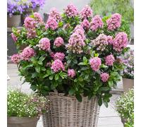 YouGarden Escallonia Pink Elle 2L pots x 2