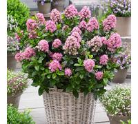 YouGarden Escallonia 'Pink Elle' in 9cm pots x3