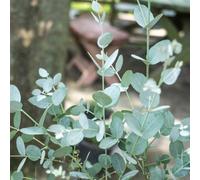 Yougarden Eucalyptus 'compact Silver', 2 X Established Plants In 2 Litre Pots, Fragrant Evergreen Shrubs