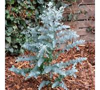 YouGarden Eucalyptus Gunnii 'Azura' 13cm Pot x2