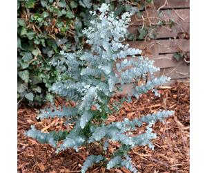YouGarden Eucalyptus Gunnii 'Azura' 13cm Pot x2