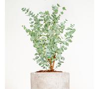 YouGarden Eucalyptus gunnii 'Azura' in a 15cm pot