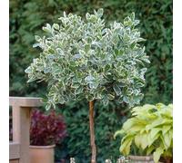 Yougarden Euonymus 'emerald Gaiety' Standard Tree, Established Tree In 18Cm Pot, 80-100Cm Tall, Ready To Plant And Display, Evergr