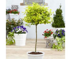 YouGarden Euonymus 'Emerald 'n' Gold' Standard Tree, Established Plant in 18cm Pot, 80-100cm Tall, Ready to Plant, Grow in Patio Pots or Garden Borders